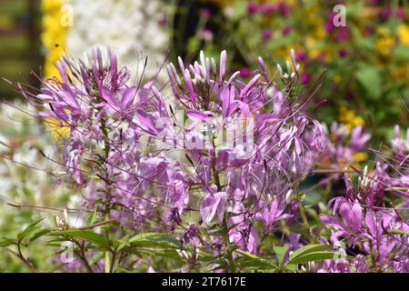 Fiori di ragno viola e rosa, piante di ragno, erbacce di ragno, piante di api in giardino. Famiglia Cleomaceae.genus Cleom Cleome hassleriana Cherry Queen Foto Stock