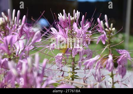 Fiori di ragno viola e rosa, piante di ragno, erbacce di ragno, piante di api in giardino. Famiglia Cleomaceae.genus Cleom Cleome hassleriana Cherry Queen Foto Stock