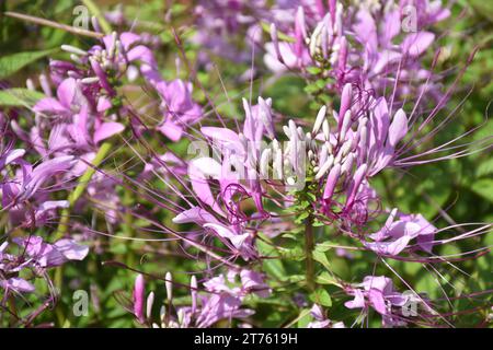 Fiori di ragno viola e rosa, piante di ragno, erbacce di ragno, piante di api in giardino. Famiglia Cleomaceae.genus Cleom Cleome hassleriana Cherry Queen Foto Stock