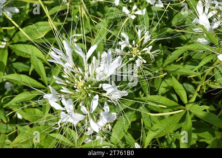 Fiori di ragno viola e rosa, piante di ragno, erbacce di ragno, piante di api in giardino. Famiglia Cleomaceae.genus Cleom Cleome hassleriana Cherry Queen Foto Stock