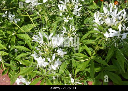 Fiori di ragno viola e rosa, piante di ragno, erbacce di ragno, piante di api in giardino. Famiglia Cleomaceae.genus Cleom Cleome hassleriana Cherry Queen Foto Stock