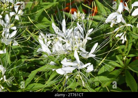 Fiori di ragno viola e rosa, piante di ragno, erbacce di ragno, piante di api in giardino. Famiglia Cleomaceae.genus Cleom Cleome hassleriana Cherry Queen Foto Stock