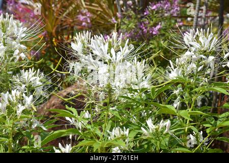 Fiori di ragno viola e rosa, piante di ragno, erbacce di ragno, piante di api in giardino. Famiglia Cleomaceae.genus Cleom Cleome hassleriana Cherry Queen Foto Stock