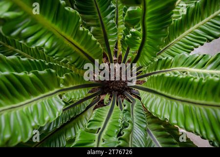 Ravvicinati dettagli intricati di Bird's Nest Fern o Asplenium Nidus Plant Foto Stock