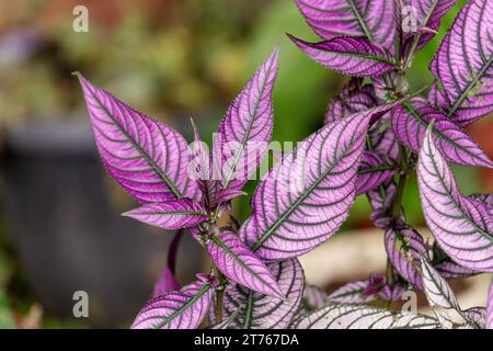 Vibrante impianto Persiano Shield in un ambiente naturale Foto Stock