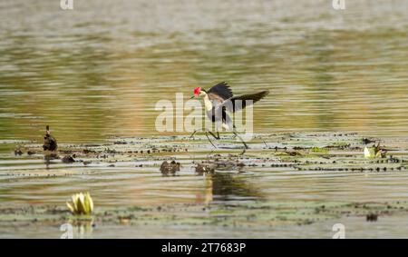 Jacana (Irediparra gallinacea) con cresta pettinata che cammina attraverso acque poco profonde a caccia di cibo nei gigli d'acqua Foto Stock