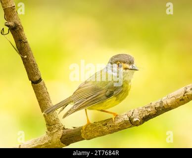 Il Robin giallo pallido (Tregellasia capito) vive interamente nella foresta pluviale ed è endemico dell'Australia orientale. arroccato su un ramo basso" Foto Stock