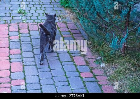 Il gatto birmano Blue American cammina lungo i sentieri del giardino. flatlay Foto Stock