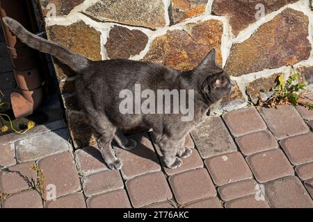 Il gatto birmano Blue American cammina lungo i sentieri del giardino Foto Stock