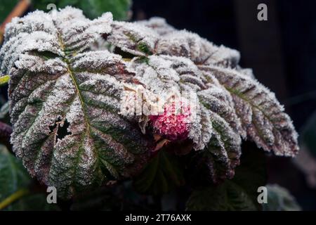 Il ramo di lampone, le bacche e le foglie sono ricoperti di gelo autunnale mattutino Foto Stock