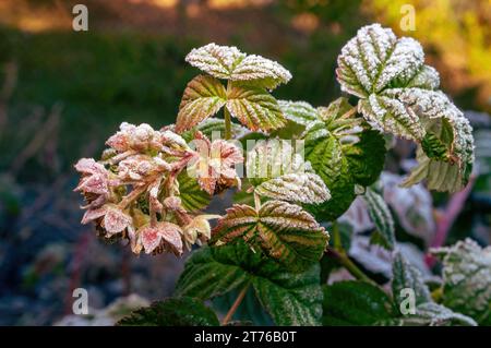 Un ramo di lampone con bacche ricoperte di brina mattutina è illuminato da un fascio di sole caldo. Foto Stock