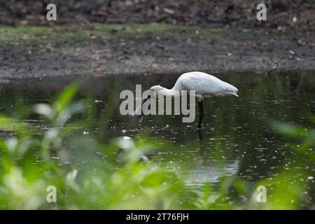 Un singolo Royal Spoonbill con un pesce catturato di recente nel suo becco continua ad ammorbidire il pesce tra un tentativo di ingoiare il pesce. Foto Stock