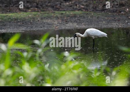 Un singolo Royal Spoonbill con un pesce catturato di recente nel suo becco continua ad ammorbidire il pesce tra un tentativo di ingoiare il pesce. Foto Stock