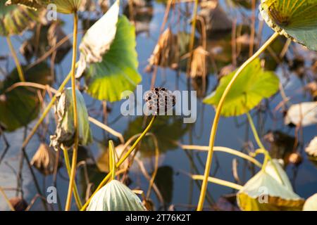 Nelumbo nucifera, noto anche come loto sacro nel parco del castello di Takada a Joetsu. Foto Stock