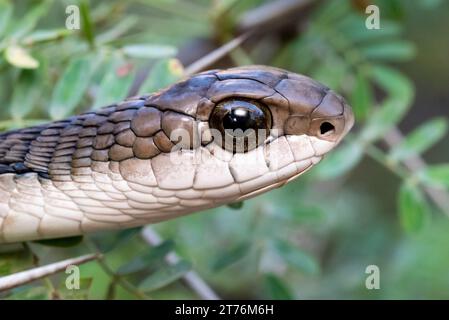 Un primo piano di Boomslang (Dispholidus typus), un serpente molto velenoso proveniente dal Sudafrica Foto Stock