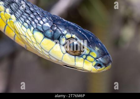 Un primo piano di Boomslang (Dispholidus typus), un serpente molto velenoso proveniente dal Sudafrica Foto Stock