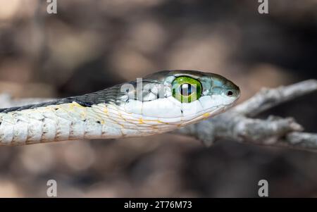 Un primo piano di Boomslang (Dispholidus typus), un serpente molto velenoso proveniente dal Sudafrica Foto Stock