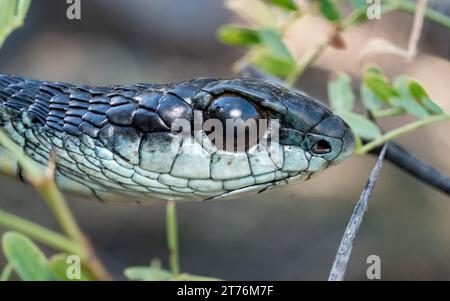 Un primo piano di Boomslang (Dispholidus typus), un serpente molto velenoso proveniente dal Sudafrica Foto Stock