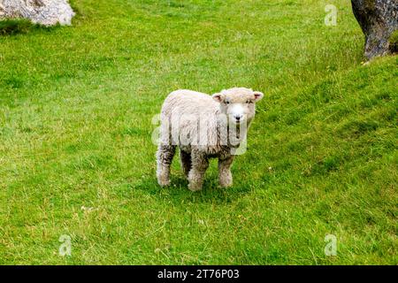 Pecore al pascolo nel paddock neozelandese Foto Stock