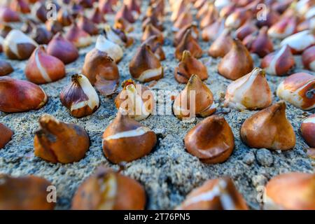 Decine di bulbi di tulipano piantati in terreno sabbioso e ben drenante. Piantare bulbi di tulipano in un letto di fiori. Tulipani crescenti. Fondo di lavori di giardinaggio di caduta. Basso Foto Stock