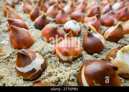 Decine di bulbi di tulipano piantati in terreno sabbioso e ben drenante. Piantare bulbi di tulipano in un letto di fiori. Tulipani crescenti. Fondo di lavori di giardinaggio di caduta. Basso Foto Stock