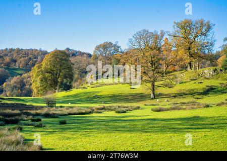 Paesaggio autunnale di Rydal, nell'area Lake District della Cumbria, Regno Unito. Foto Stock