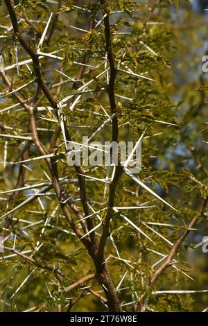 Acacia Horrida Thorns - primo piano Foto Stock