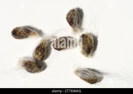 I semi di cotone si separano dalla lana Foto Stock