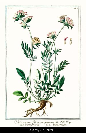Vecchia illustrazione di Anthyllis lemanniana. Di G. Bonelli su Hortus Romanus, publ. N. Martelli, Roma, 1772 – 93 Foto Stock