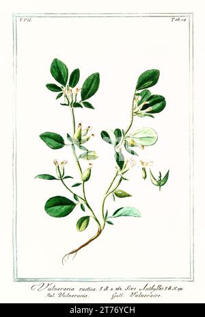 Vecchia illustrazione di Common Kidneyvetch (Anthyllis vulneraria). Di G. Bonelli su Hortus Romanus, publ. N. Martelli, Roma, 1772 – 93 Foto Stock