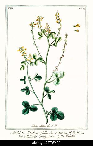 Vecchia illustrazione di trifoglio dolce giallo (Melilotus officinalis). Di G. Bonelli su Hortus Romanus, publ. N. Martelli, Roma, 1772 – 93 Foto Stock