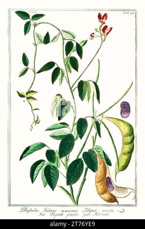 Vecchia illustrazione del fagiolo comune (Phaseolus vulgaris). Di G. Bonelli su Hortus Romanus, publ. N. Martelli, Roma, 1772 – 93 Foto Stock