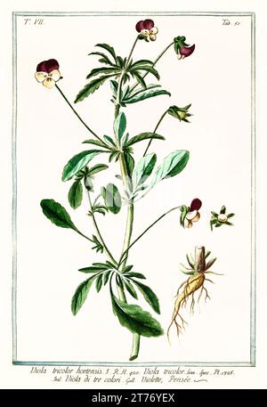 Vecchia illustrazione di Pansy (Viola tricolore). Di G. Bonelli su Hortus Romanus, publ. N. Martelli, Roma, 1772 – 93 Foto Stock