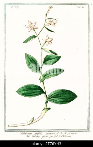 Vecchia illustrazione di elleborina a foglia larga (Epipactis helleborine). Di G. Bonelli su Hortus Romanus, publ. N. Martelli, Roma, 1772 – 93 Foto Stock