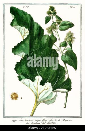 Vecchia illustrazione di un burdock maggiore (Arctium lappa). Di G. Bonelli su Hortus Romanus, publ. N. Martelli, Roma, 1772 – 93 Foto Stock