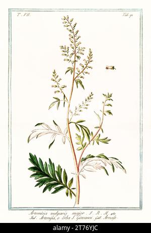 Vecchia illustrazione della mughwort comune (Artemisia vulgaris). Di G. Bonelli su Hortus Romanus, publ. N. Martelli, Roma, 1772 – 93 Foto Stock