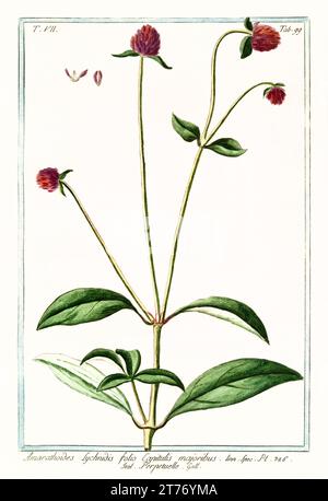 Vecchia illustrazione di Globe amaranth (Gomphrena globosa). Di G. Bonelli su Hortus Romanus, publ. N. Martelli, Roma, 1772 – 93 Foto Stock