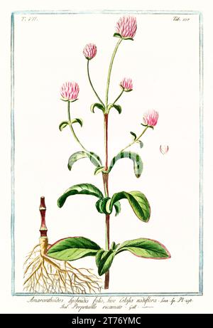 Vecchia illustrazione di Globe amaranth (Gomphrena globosa). Di G. Bonelli su Hortus Romanus, publ. N. Martelli, Roma, 1772 – 93 Foto Stock