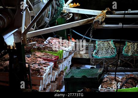 Ritorno dalla pesca delle capesante a Port-en-Bessin, Calvados, Normandie, Francia il 13 novembre 2023. Con l'apertura della pesca delle capesante nella baia della Senna lunedì 6 novembre 2023, la Comite Regional des peches maritimes de Normandie stima che vi siano più di 70.000 tonnellate di capesante nella zona. Sul mercato francese, un mollusco su quattro viene dalla Normandia. L'industria ha introdotto due etichette per differenziarsi dai prodotti stranieri di qualità inferiore. Foto di Franck Castel/ABACAPRESS.COM Foto Stock