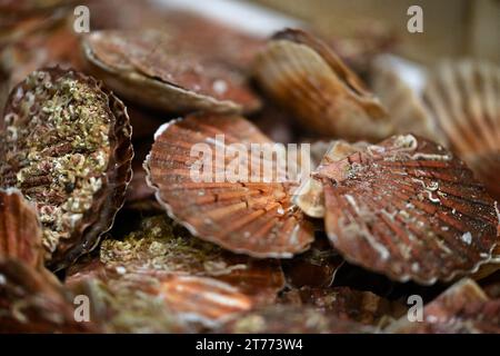 Ritorno dalla pesca delle capesante a Port-en-Bessin, Calvados, Normandie, Francia il 13 novembre 2023. Con l'apertura della pesca delle capesante nella baia della Senna lunedì 6 novembre 2023, la Comite Regional des peches maritimes de Normandie stima che vi siano più di 70.000 tonnellate di capesante nella zona. Sul mercato francese, un mollusco su quattro viene dalla Normandia. L'industria ha introdotto due etichette per differenziarsi dai prodotti stranieri di qualità inferiore. Foto di Franck Castel/ABACAPRESS.COM Foto Stock