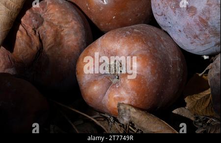 primo piano di mele pascolate su un pavimento di terra e foglie nelle tonalità di marrone. frutta marrone. Foto Stock