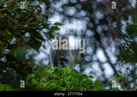 Primate endemico macaco di roccia Formosan a taiwan Foto Stock