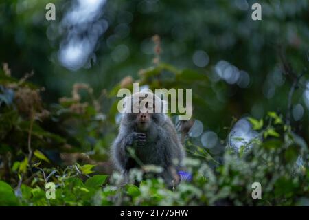 Primate endemico macaco di roccia Formosan a taiwan Foto Stock