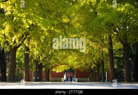 (231114) -- PECHINO, 14 novembre 2023 (Xinhua) -- questa foto scattata il 7 novembre 2023 mostra le persone che visitano il Parco Zhongshan di Pechino sull'asse centrale di Pechino a Pechino, capitale della Cina. Creato per la prima volta durante la dinastia Yuan (1271-1368), l'asse centrale di Pechino, o Zhongzhouxian, si estende per 7,8 km tra la porta Yongding nel sud della città e la Torre del tamburo e la Torre Campanaria nel nord. La maggior parte dei principali edifici della città vecchia di Pechino si trovano lungo questo asse. Le autorità cinesi hanno pianificato di raccomandare l'asse centrale di Pechino come progetto di applicazione del patrimonio culturale mondiale della Cina nel 2024. E' vero Foto Stock