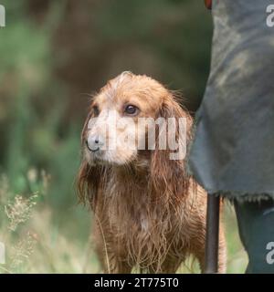 golden cocker spaniel in una sparatoria Foto Stock