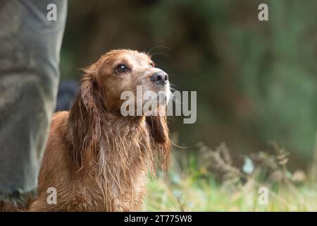 Lavorando cocker spaniel su uno scivolo Foto Stock