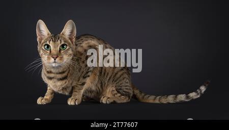 Giovane gatto Savannah scagliato da tabby nero, che si stende lateralmente. Guardare direttamente alla fotocamera con gli ipnotici occhi verdi. Isolato su sfondo nero. Foto Stock