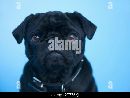 Close up di un nero pug Foto Stock