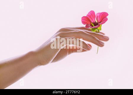 Donna di mano azienda Fiore rosa Foto Stock
