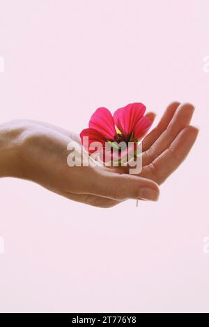 Donna di mano azienda Fiore rosa Foto Stock